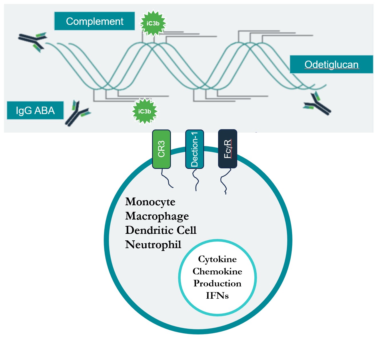 Odetiglucan Immune Complex Image